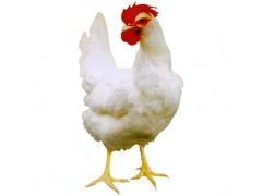 -u