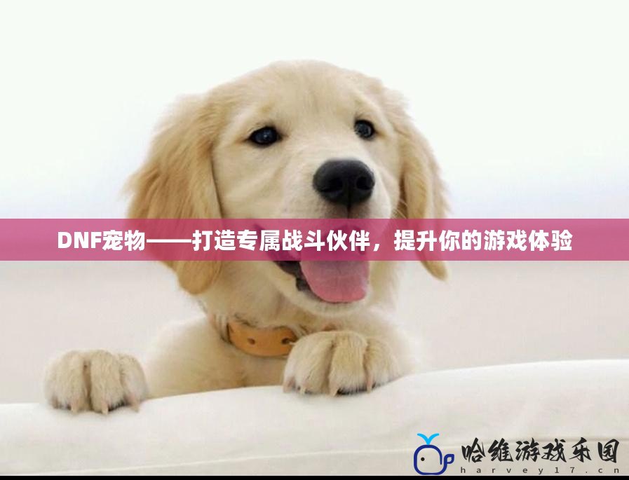 DNF寵物——打造專屬戰斗伙伴，提升你的游戲體驗