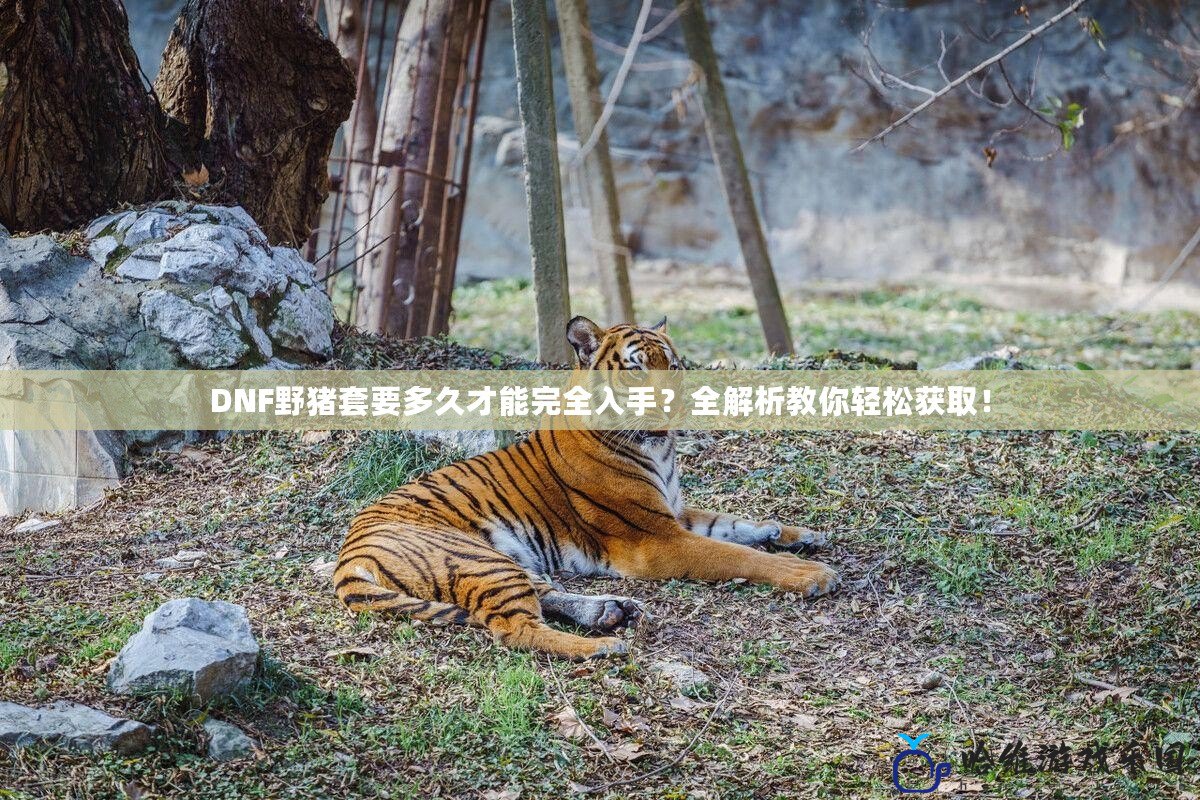 DNF野豬套要多久才能完全入手？全解析教你輕松獲??！