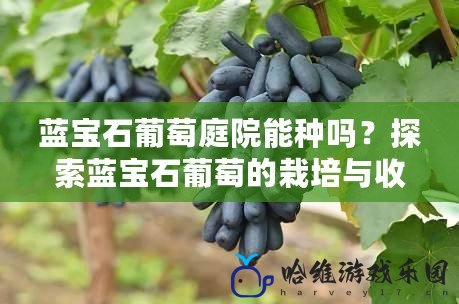 藍(lán)寶石葡萄庭院能種嗎？探索藍(lán)寶石葡萄的栽培與收益之道